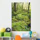 Green Foliage On The Forest Floor Wall Mural