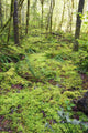 Green Foliage On The Forest Floor Wall Mural