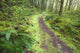 A Trail Leading Through The Forest Wall Mural