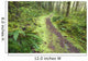 A Trail Leading Through The Forest Wall Mural