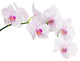 Light Pink Orchid Blooms Wall Decal