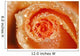 Water Drops On The Petals Of A Rose Wall Mural