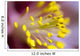 The Stamen Of A Flower Wall Mural