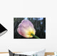 Rain Falling On A Tulip Wall Mural