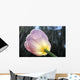 Rain Falling On A Tulip Wall Mural
