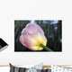 Rain Falling On A Tulip Wall Mural