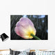 Rain Falling On A Tulip Wall Mural