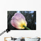 Rain Falling On A Tulip Wall Mural