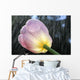 Rain Falling On A Tulip Wall Mural