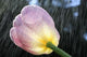 Rain Falling On A Tulip Wall Mural