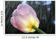 Rain Falling On A Tulip Wall Mural