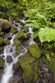 Oregon Of America Wall Mural