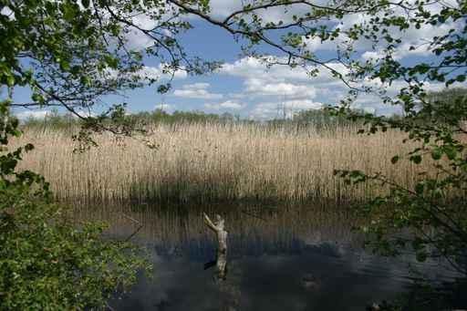 Riparian Strips M Ritz Wall Decal