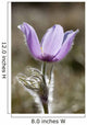 Calgary, Alberta, Canada Wall Mural