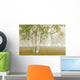 Birch Trees In The Fog Wall Mural