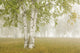 Birch Trees In The Fog Wall Mural