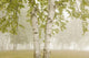 Birch Trees In The Fog Wall Mural
