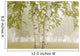 Birch Trees In The Fog Wall Mural
