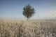 Frost On Tall Grass Wall Mural