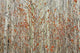 Spring Buds Against Birch Trees Wall Mural