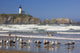 Seagulls On The Beach And Yaquina Head Lighthouse On The Oregon Coast Wall Mural