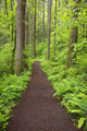 A Trail In Columbia River Gorge National Scenic Area Wall Mural