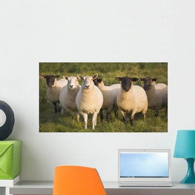 Sheep Pasture Wall Mural shown on a wall