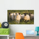 Sheep In A Pasture Wall Mural