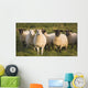 Sheep In A Pasture Wall Mural