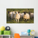 Sheep In A Pasture Wall Mural