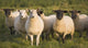 Sheep In A Pasture Wall Mural