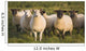 Sheep In A Pasture Wall Mural