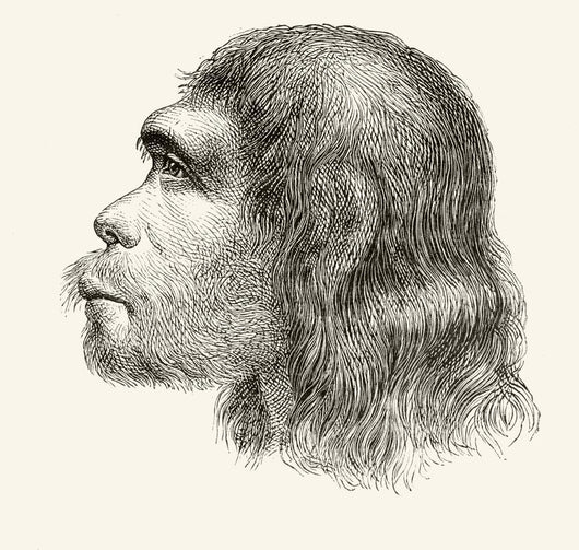 Head Of A Neanderthal Man Wall Mural