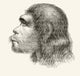 Head Of A Neanderthal Man Wall Mural