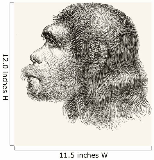 Head Of A Neanderthal Man Wall Mural