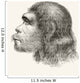 Head Of A Neanderthal Man Wall Mural