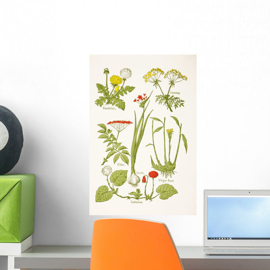 Medicinal Herbs And Plants Clockwise From Top Left Wall Mural
