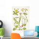 Medicinal Herbs And Plants Clockwise From Top Left Wall Mural