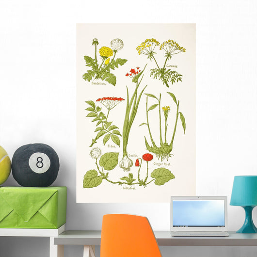 Medicinal Herbs And Plants Clockwise From Top Left Wall Mural