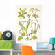 Medicinal Herbs And Plants Clockwise From Top Left Wall Mural