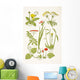 Medicinal Herbs And Plants Clockwise From Top Left Wall Mural