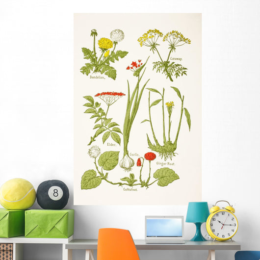 Medicinal Herbs And Plants Clockwise From Top Left Wall Mural