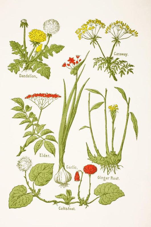 Medicinal Herbs And Plants Clockwise From Top Left Wall Mural