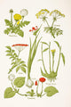 Medicinal Herbs And Plants Clockwise From Top Left Wall Mural