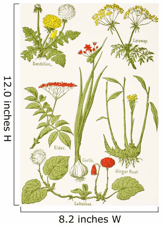 Medicinal Herbs And Plants Clockwise From Top Left Wall Mural