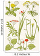 Medicinal Herbs And Plants Clockwise From Top Left Wall Mural