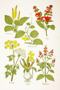 Medicinal Herbs And Plants Clockwise From Top Left Wall Mural