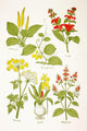 Medicinal Herbs And Plants Clockwise From Top Left Wall Mural