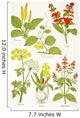 Medicinal Herbs And Plants Clockwise From Top Left Wall Mural