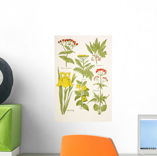 Medicinal Herbs And Plants Clockwise From Top Left Wall Mural